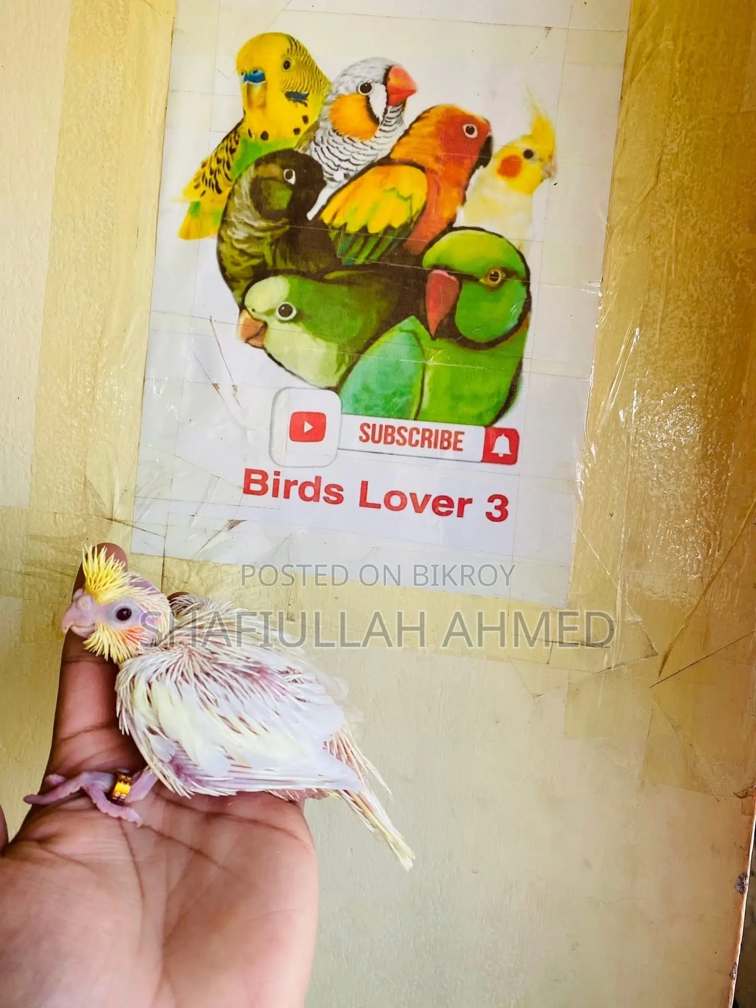 Lutino Pearl Cockatiel