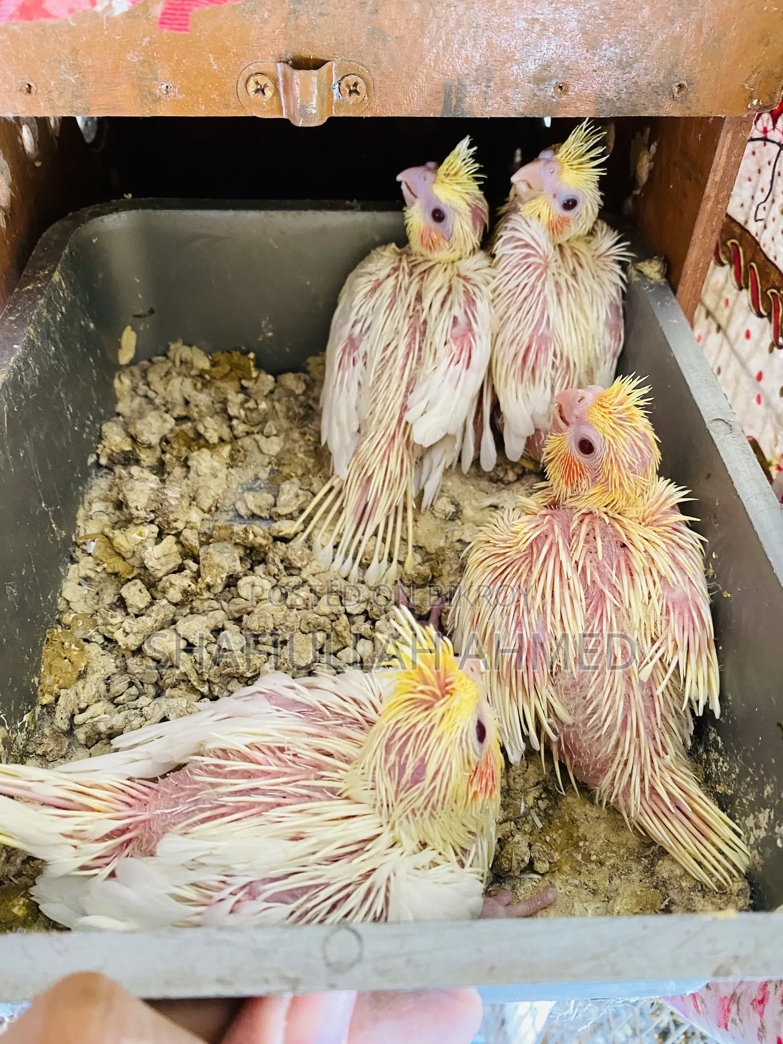 Lutino Pearl Cockatiel