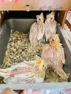 Lutino Pearl Cockatiel