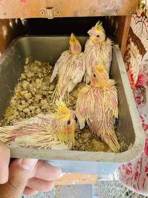 Lutino Pearl Cockatiel