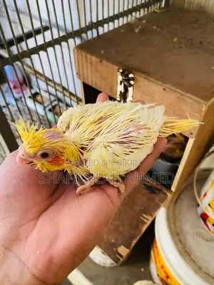 Lutino Pearl Cockatiel