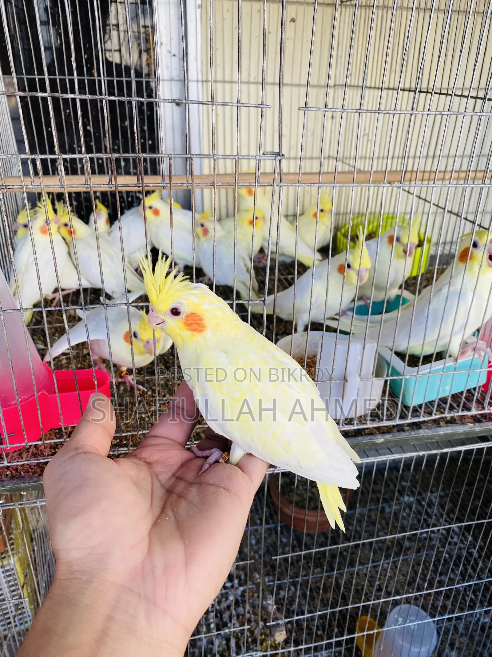 লুটিনো ককাটেল 2.5 Months Age