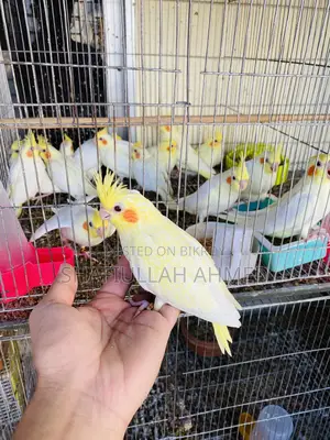 লুটিনো ককাটেল 2.5 Months Age