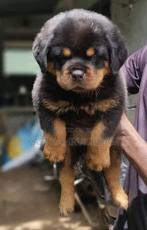 1-3 Months Male Purebred Rottweiler