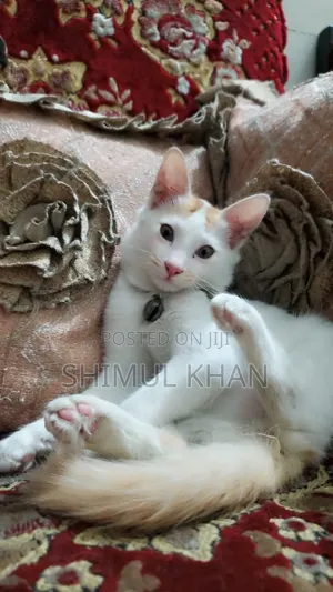 3-6 Months Female Mixed Breed Oriental