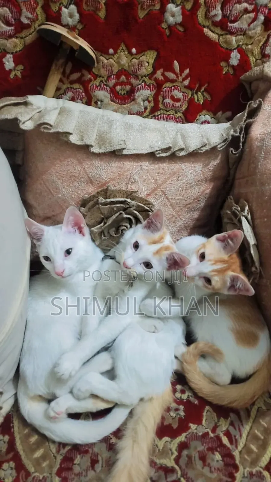 3-6 Months Female Mixed Breed Oriental