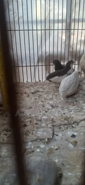 কিং কয়েল, নতুন অ্যাডাল্ট রানিং পেয়ার