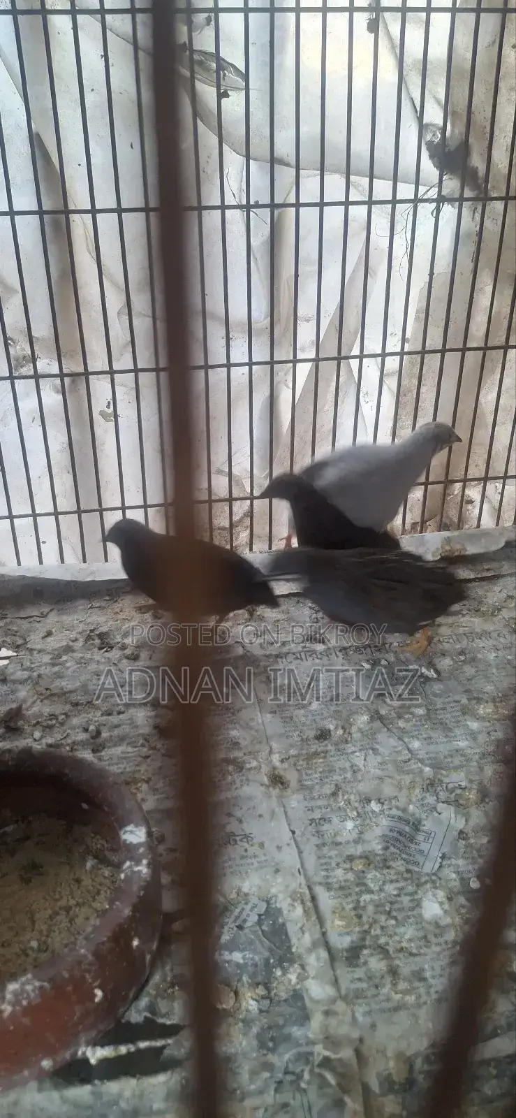কিং কয়েল, নতুন অ্যাডাল্ট রানিং পেয়ার