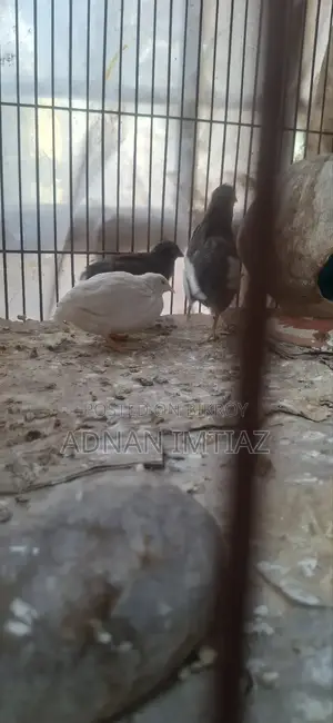 কিং কয়েল, নতুন অ্যাডাল্ট রানিং পেয়ার
