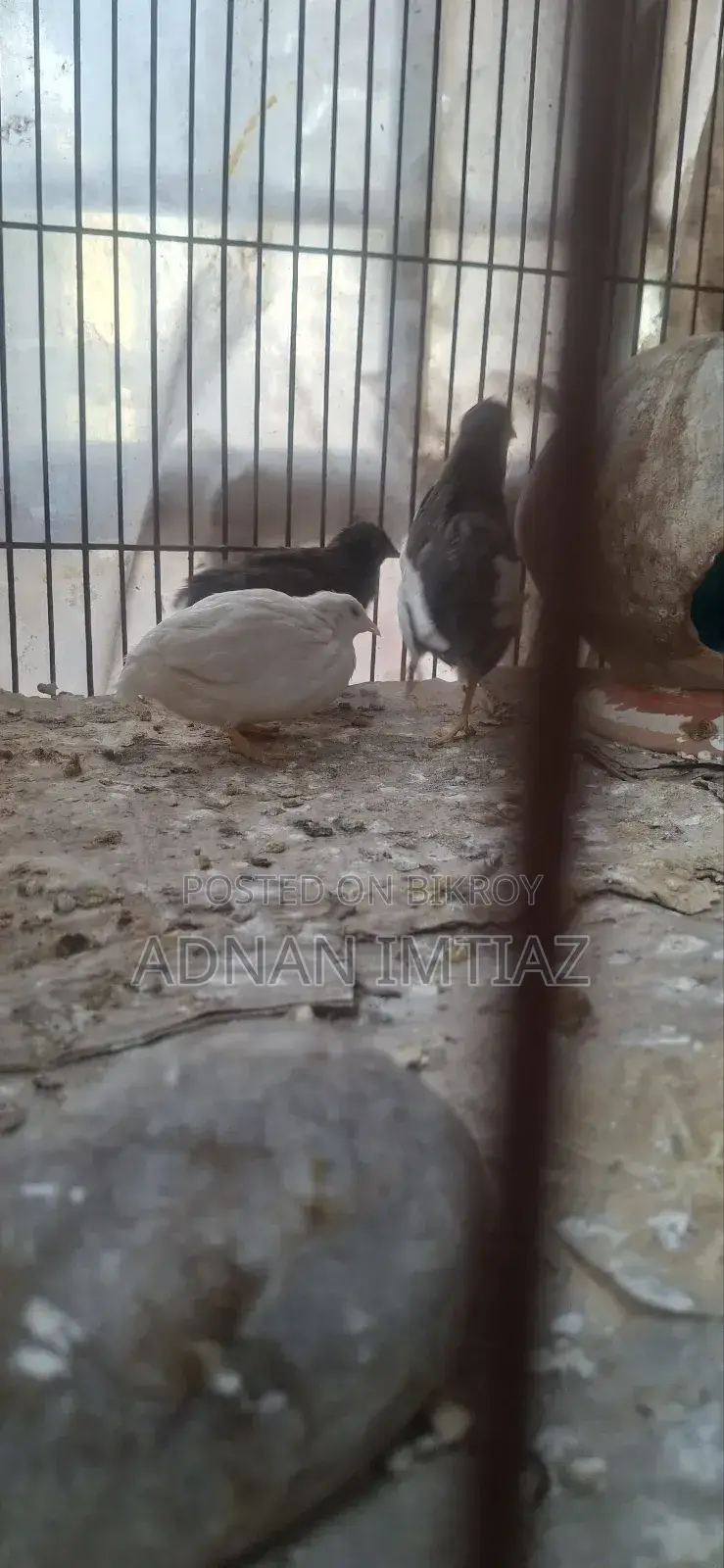 কিং কয়েল, নতুন অ্যাডাল্ট রানিং পেয়ার