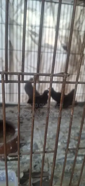কিং কয়েল, নতুন অ্যাডাল্ট রানিং পেয়ার