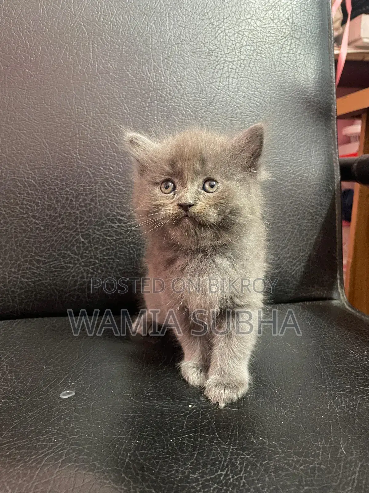 0-1 Month Male Purebred Persian
