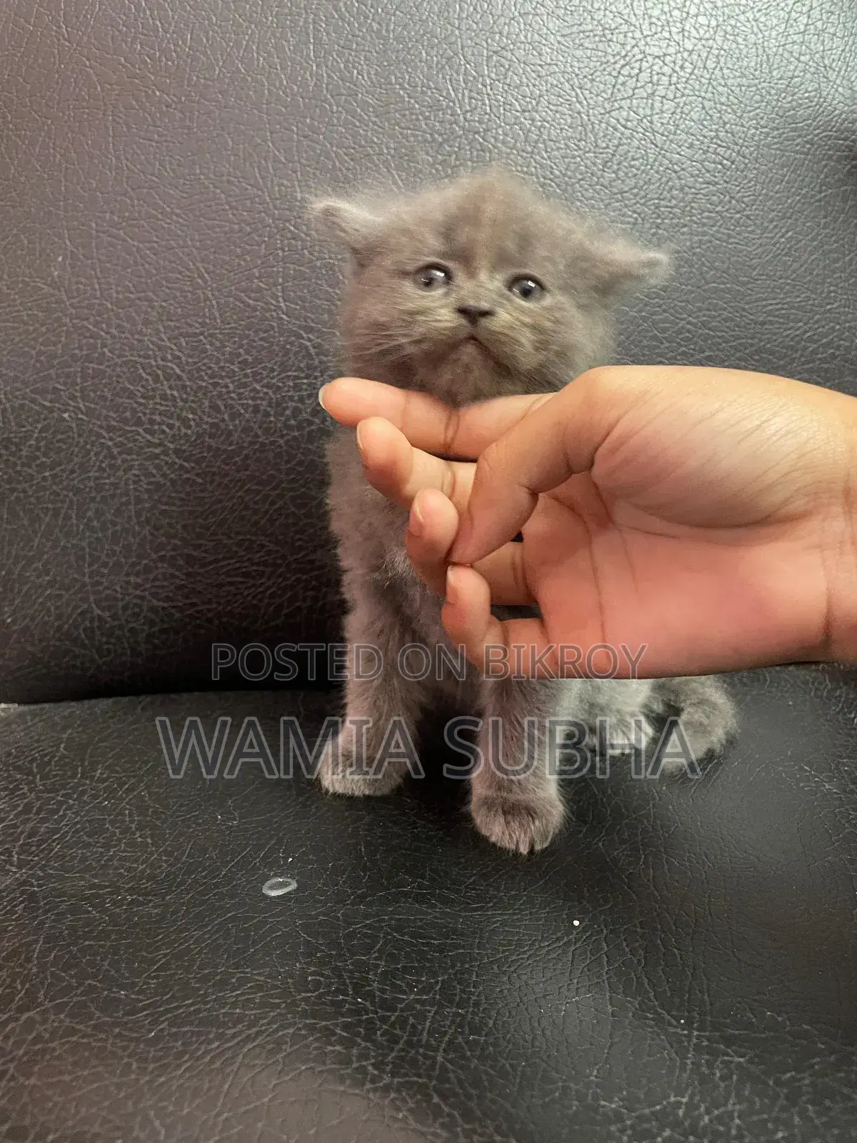 0-1 Month Male Purebred Persian