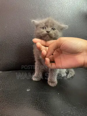 0-1 Month Male Purebred Persian