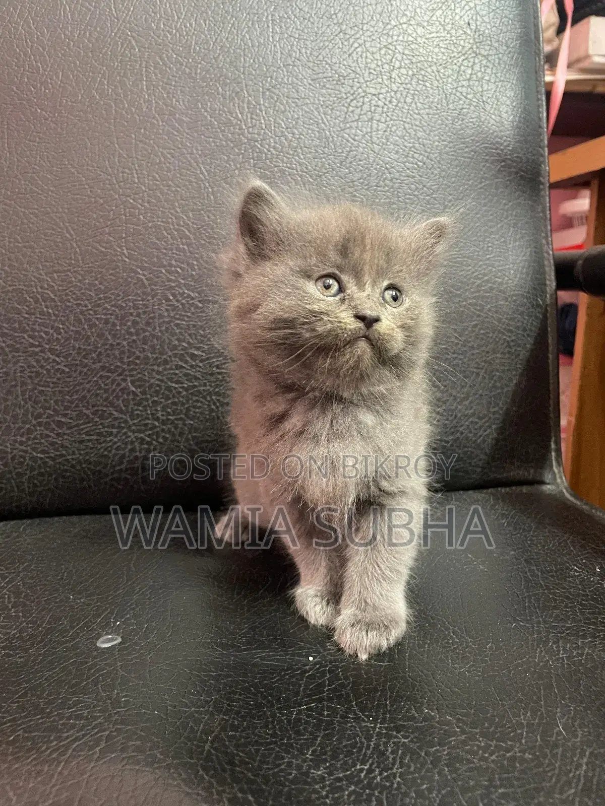 0-1 Month Male Purebred Persian