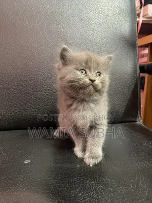 0-1 Month Male Purebred Persian