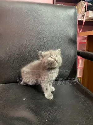 0-1 Month Male Purebred Persian