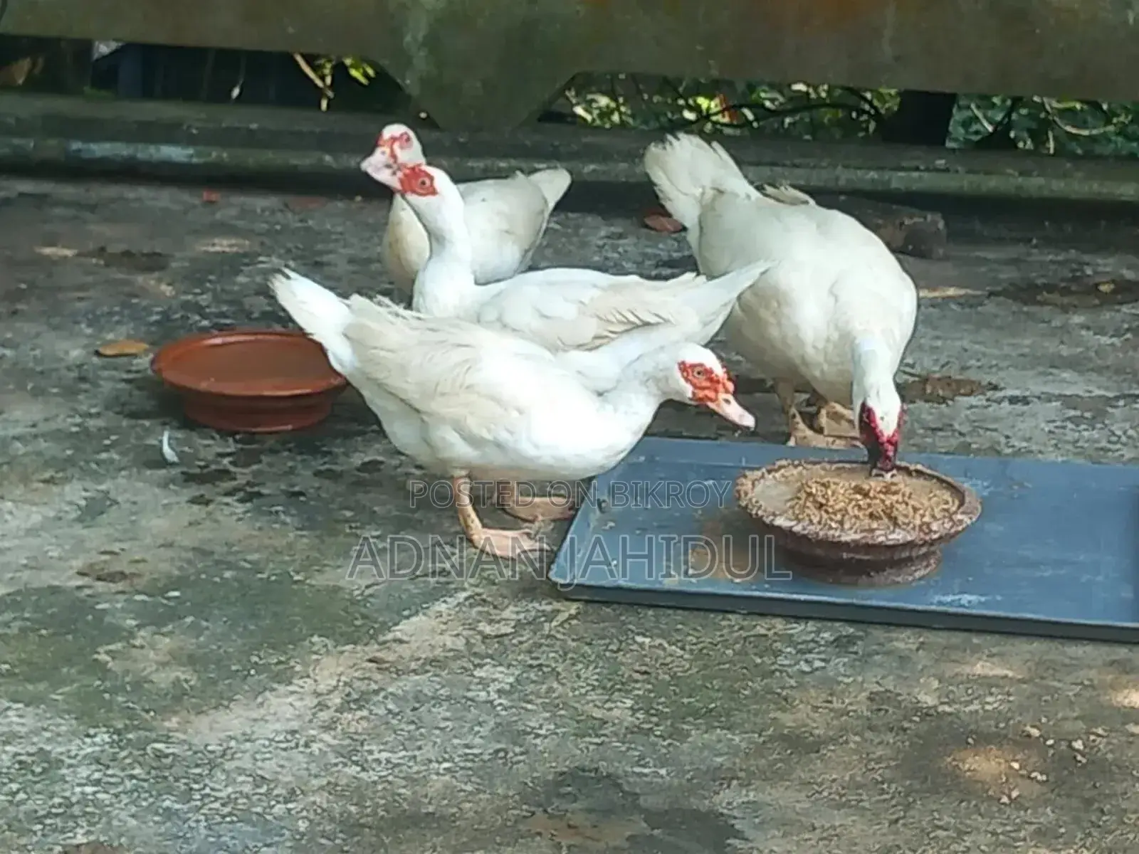 Muscovy Duck
