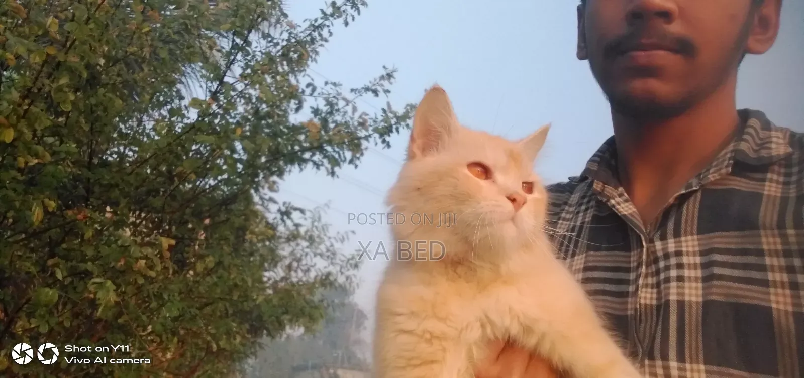 6-12 Months Male Purebred Cat