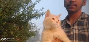 6-12 Months Male Purebred Cat