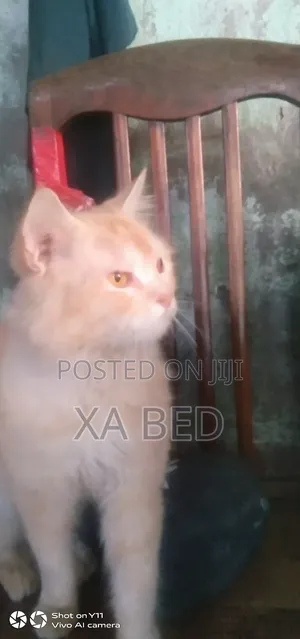 6-12 Months Male Purebred Cat