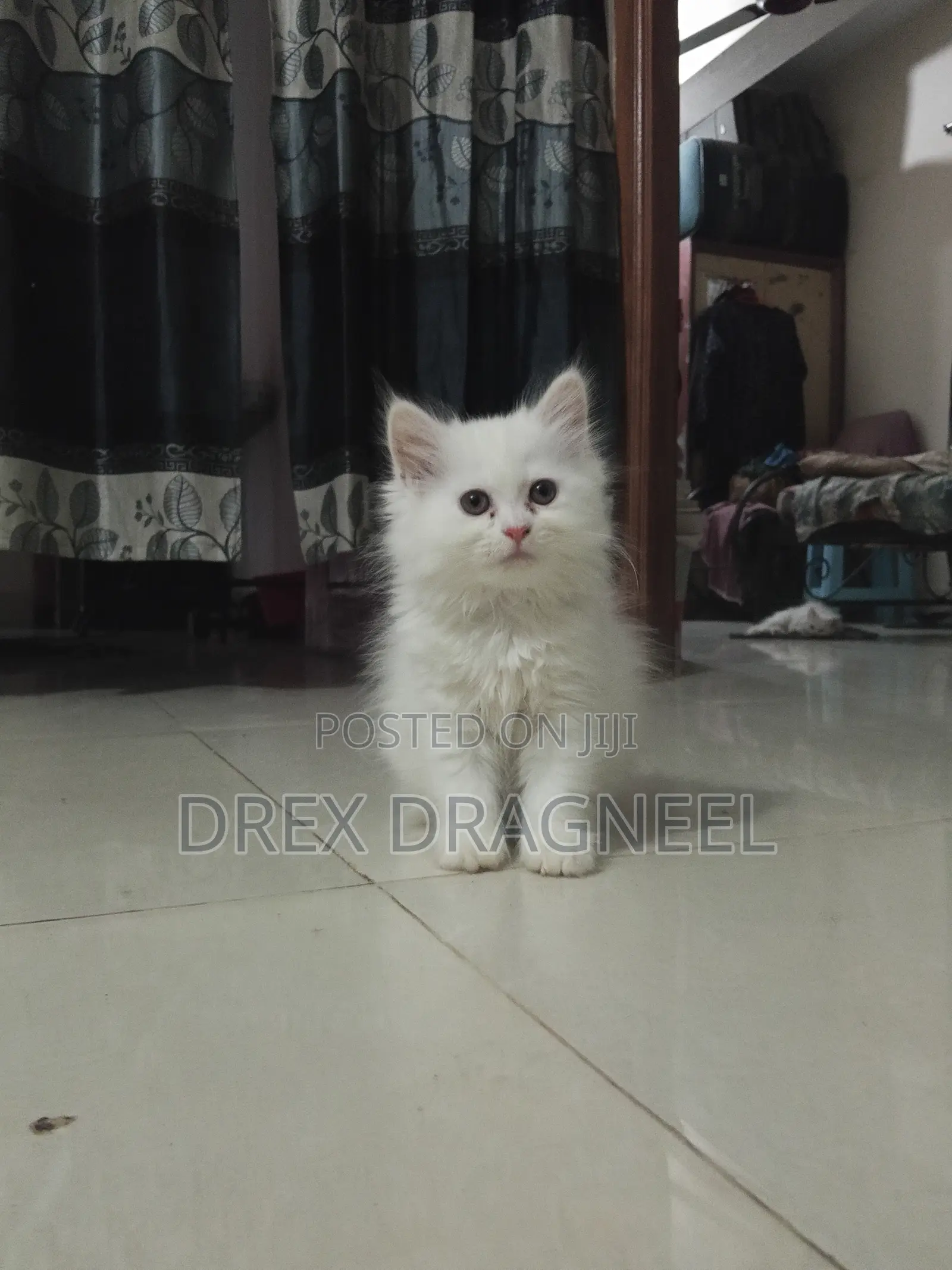 1-3 Months Female Purebred Turkish Angora