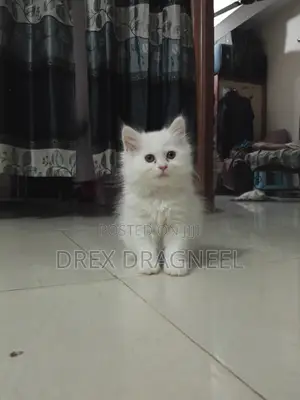 1-3 Months Female Purebred Turkish Angora