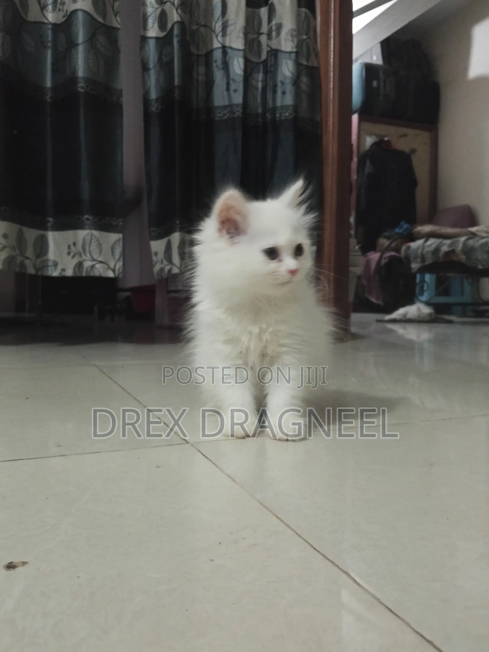 1-3 Months Female Purebred Turkish Angora
