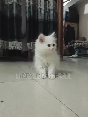 1-3 Months Female Purebred Turkish Angora