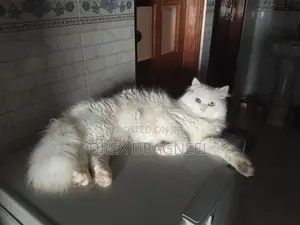 1-3 Months Female Purebred Turkish Angora