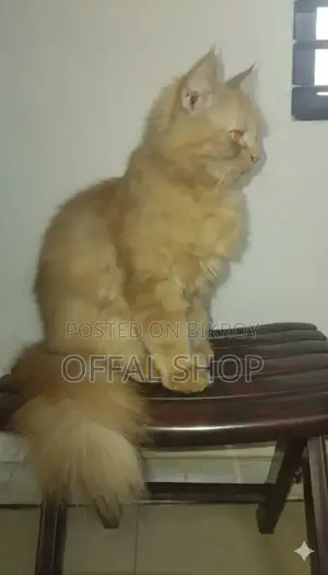 6-12 Months Female Purebred Persian