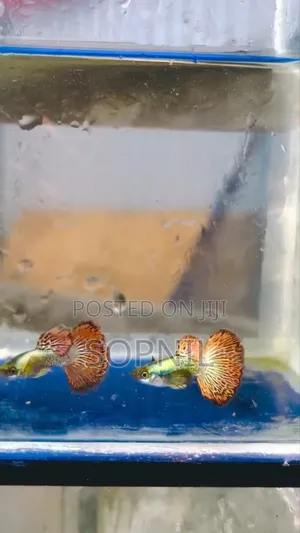 রেড ড্রাগন