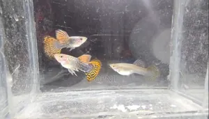 রেড ড্রাগন