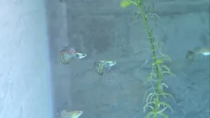রেড ড্রাগন