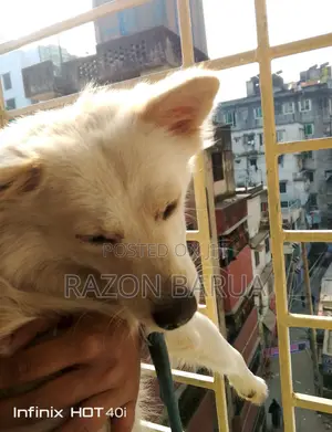 ৬-১২ মাস বয়সী ফিমেল মিক্সড ব্রিড জাপানিজ স্পিটজ