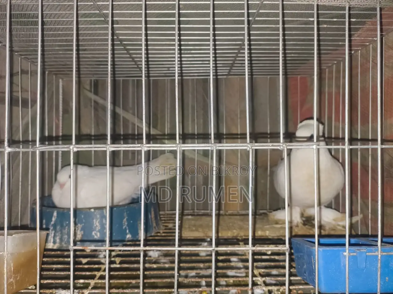 Running Luton Pigeon Pair with Eggs for Sale