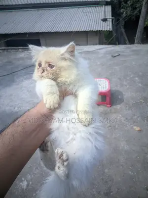 1-3 Months Female Purebred Persian