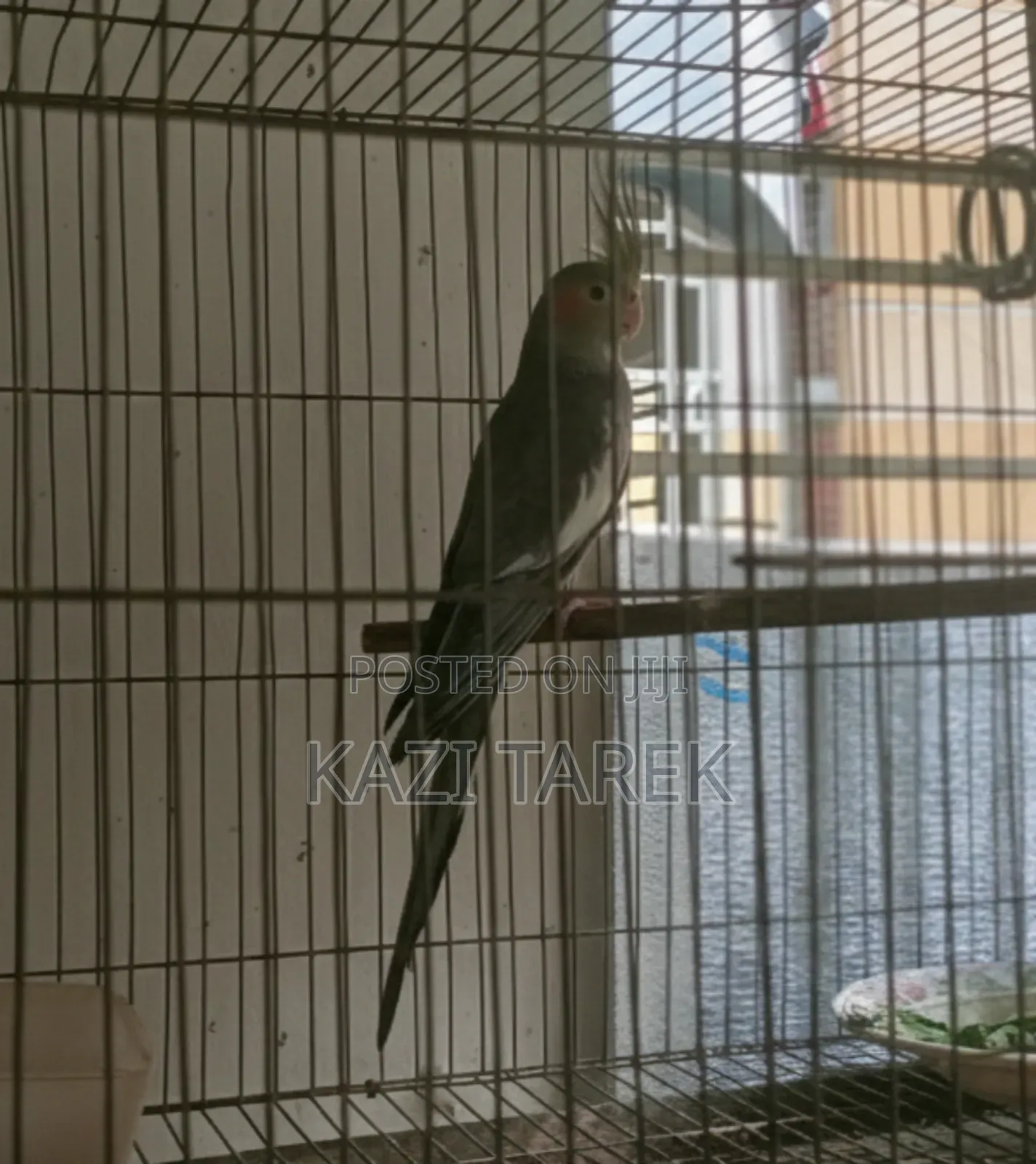 1 Piece Grey Cockatiel