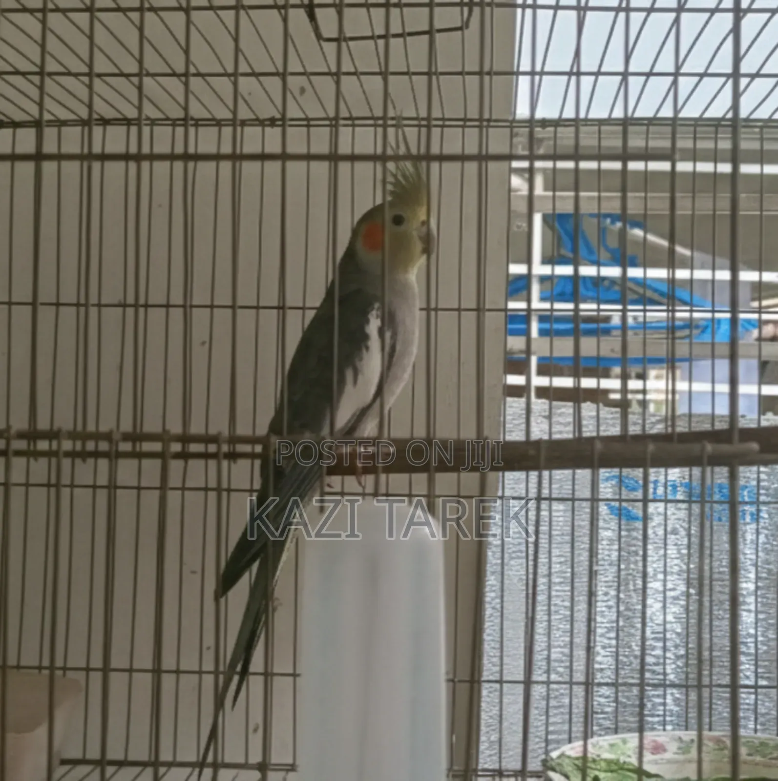 1 Piece Grey Cockatiel