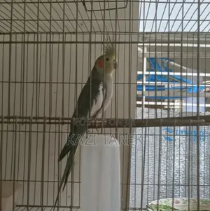 1 Piece Grey Cockatiel