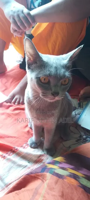 6-12 Months Female Purebred Persian Cat