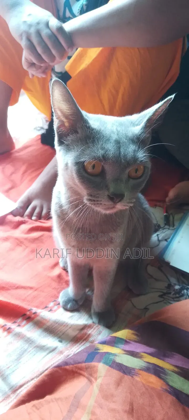 6-12 Months Female Purebred Persian Cat