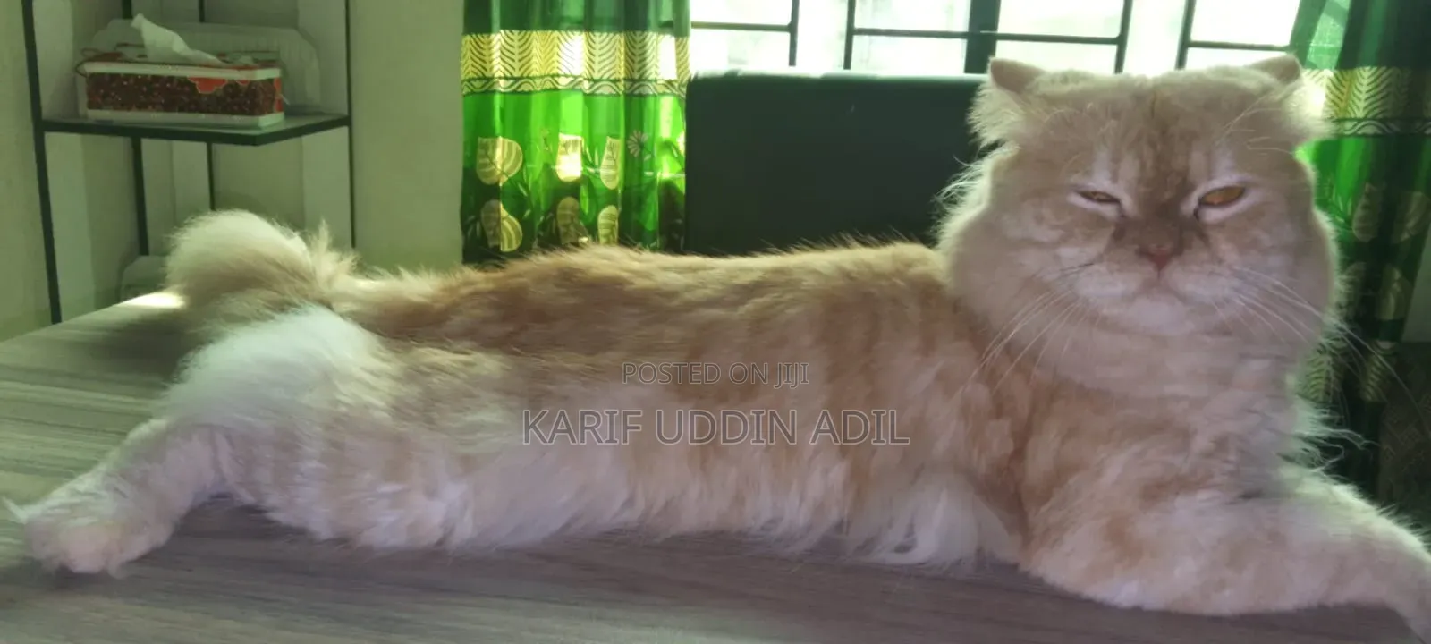 6-12 Months Female Purebred Persian Cat