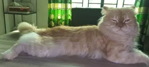 6-12 Months Female Purebred Persian Cat