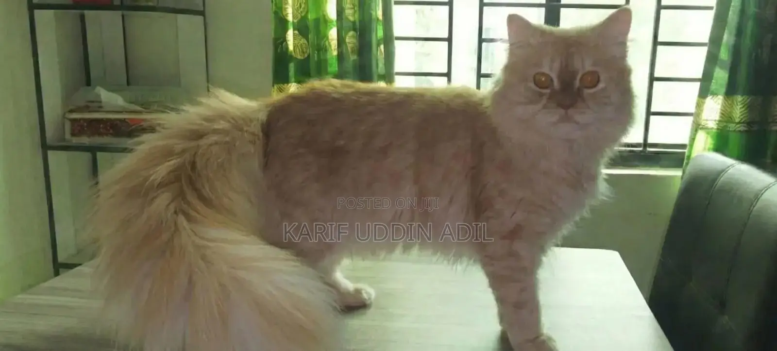 6-12 Months Female Purebred Persian Cat