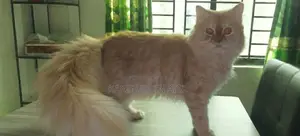 6-12 Months Female Purebred Persian Cat