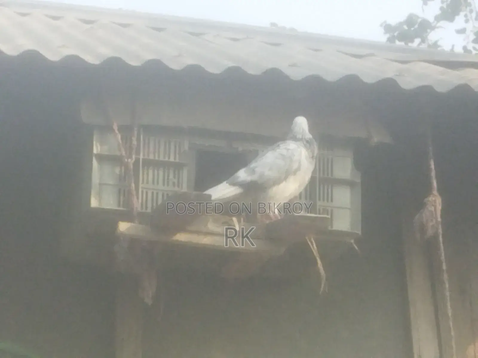High-Quality Giribaz Female Pigeon