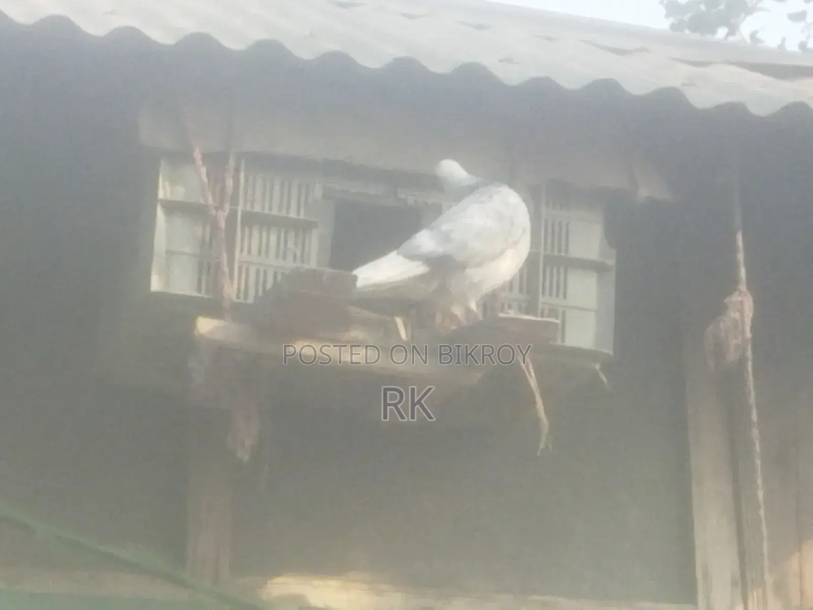 High-Quality Giribaz Female Pigeon