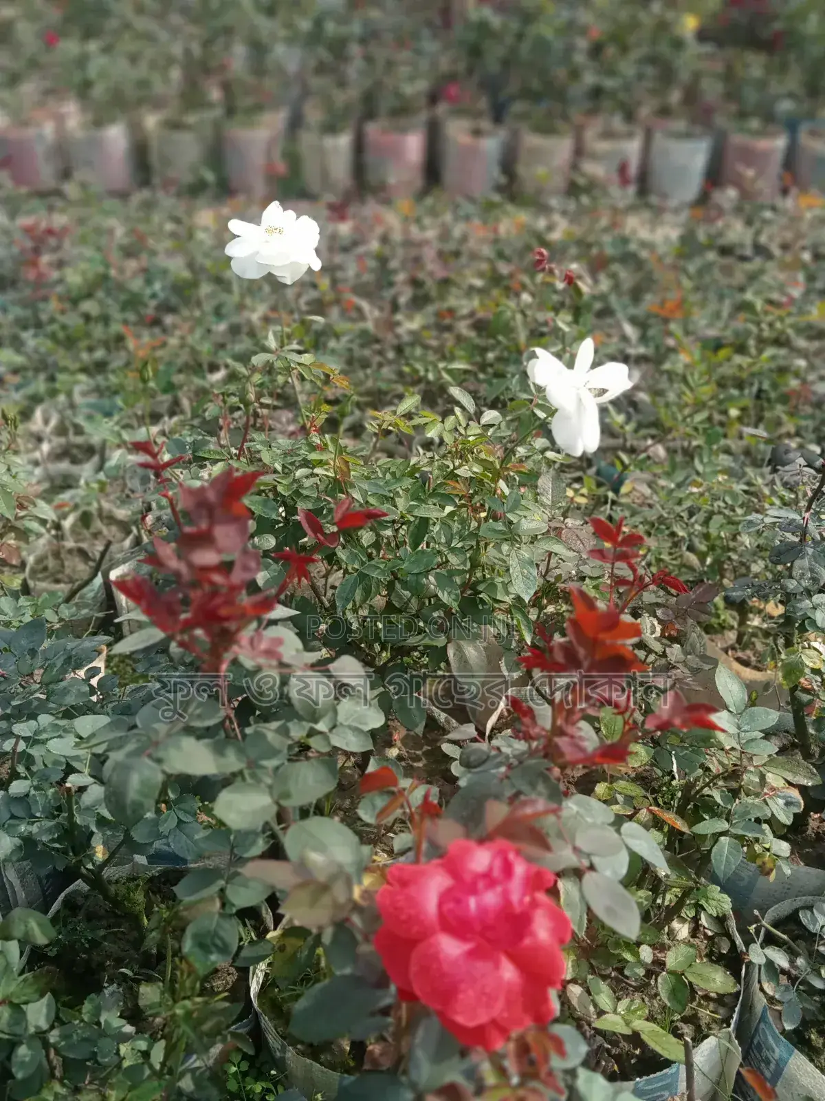 Bougainvillea, Nayantara, Rangon, Zinnia, Delta, Marigold, Rose - All types