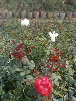 বাগান বিলাশ নয়ন তারা রঙ্গন জিনিয়া ডেল্টাস গাধা গোলাপ সব ধরনের